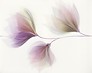 LORIS white inserto flower 40x50