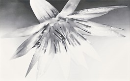 NEGRA white inserto flower 25 x 40