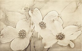 TUTI beige inserto flower 25 x 40